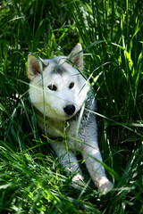Husky chien dans les herbes
