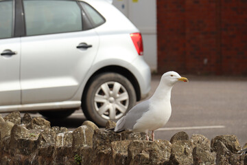 Close up of a seagull is perched on a stone wall by a car park in Sidmouth, Devon