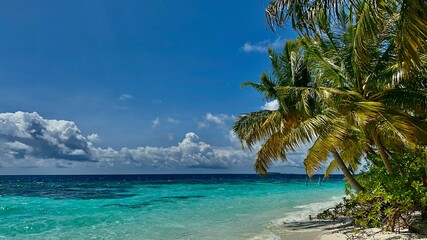 Fototapeta na wymiar Pflanzen und Palmen auf Bandos - Malediven