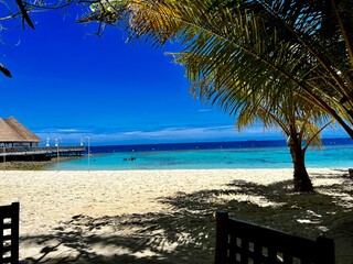 Pflanzen und Palmen auf Bandos - Malediven