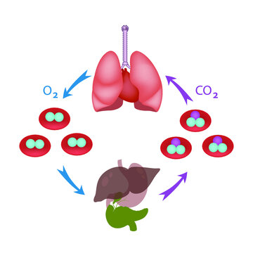 gas exchange clipart