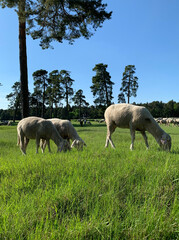 Naklejka na ściany i meble A herd of sheep grazes on lush green grass among pines