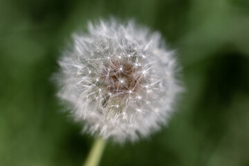 isolated flower close-up. macro. desktop wallpapers. floral background. white dandelion