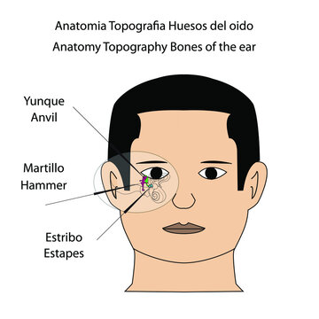 Anatomia Topografia Huesos del oido martillo yunque y estribo