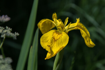Fototapeta premium isolated flower close-up. macro. desktop wallpapers. floral background. bright yellow iris