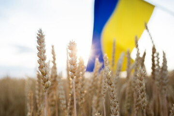 Ukrainian yellow - blue flag and spikelets on a wheat field. soft selective focus. Stop the war in...