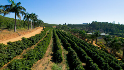 Fototapeta na wymiar Coffee plantation farm in the mountains