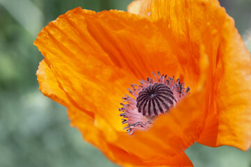 isolated flower close-up. macro. desktop wallpapers. floral background. orange flower. mac close-up...
