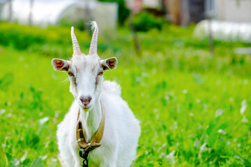 Horned goat portrait livestock