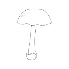 Mushroom Line Art Logo various Mushrooms hand drawn sketch.