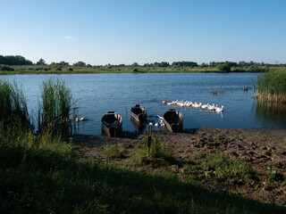 Fototapeta na wymiar geese swimming near the river bank