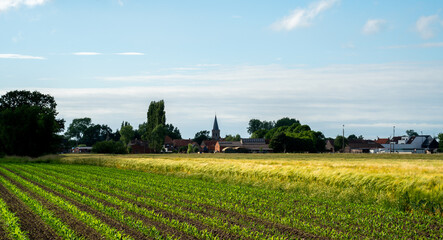 Landscape with Corn and Barley fields in West Flanders, Belgium
