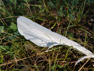 goose feathers with dew drops lie on the grass