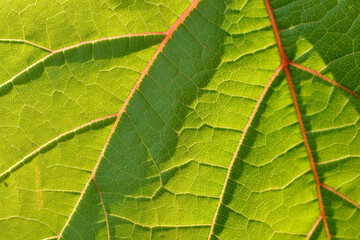 Photo of a green grape leaf macro photo close-up