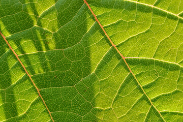 Photo of a green grape leaf macro photo close-up