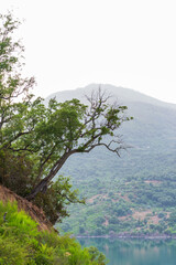 Low angle view of trees on the cliff in the forest.