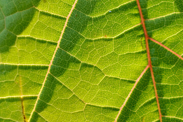 Photo of a green grape leaf macro photo close-up
