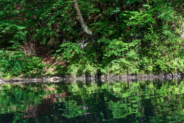 Obraz na płótnie Canvas 木々の緑が川面に反射して綺麗な清流猊鼻渓の舟下り