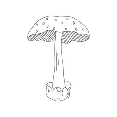 Mushroom Line Art Logo various Mushrooms hand drawn sketch.