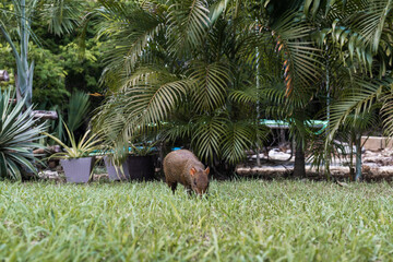 sereque animal, central american agouti eats in the garden of a house in mexico