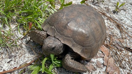 turtle on the ground