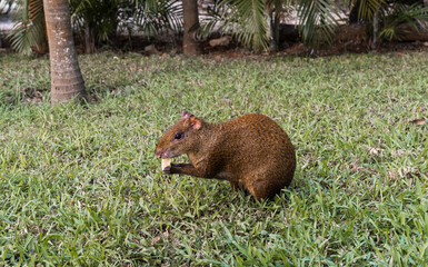 sereque animal, central american agouti eats in the garden of a house in mexico