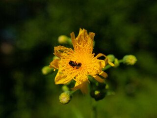 a yellow flower in which an insect sits