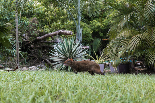 sereque animal, central american agouti walks in the garden of a house in mexico
