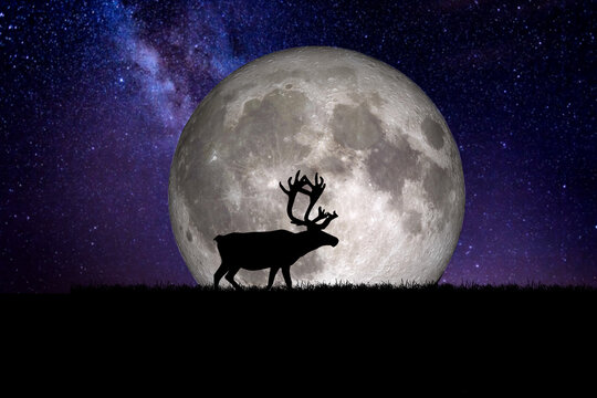 Night deer silhouette against the backdrop of a large moon_element of the picture is decorated by NASA