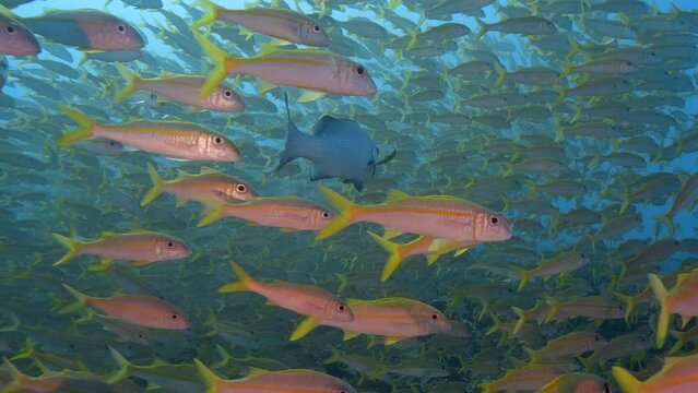 Grey reef shark appears in the middle of a big school of goatfish at the tropical coral reef of Fakarava, French Polynesia