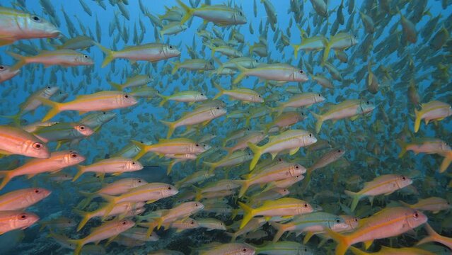 Big school of goatfish at the tropical coral reef of the atoll of Fakarava, French Polynesia
