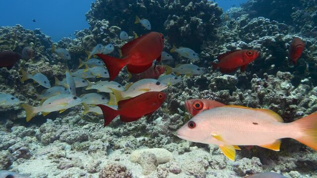 School of goggle eye fish and snappers at the tropical coral reef of the atoll of Fakarava, French Polynesia - slow motion shot