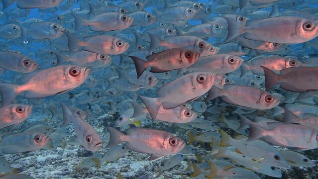 Beautiful close and slow motion shot of a big school of goggle eye fish on a tropical reef at the atoll of Fakarava in French Polynesia