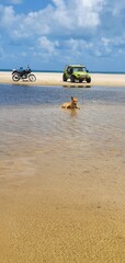 Hund im Meer