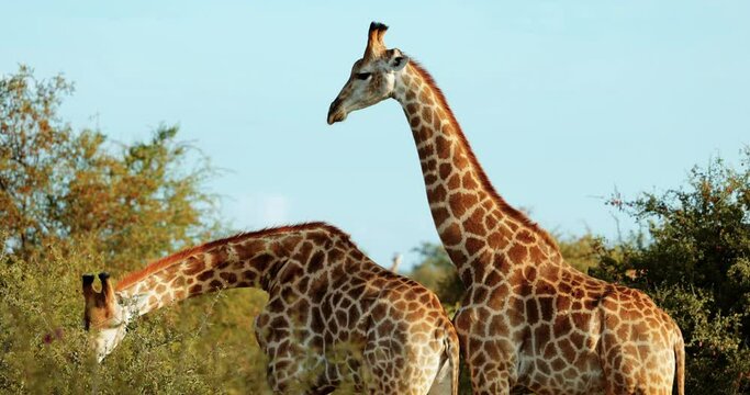 Cinematic footage of Giraffe, Safari wildlife on the Savannah. Africa Tourism