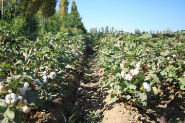 The cotton is watered through these furrows and then the lower bolls pop open.