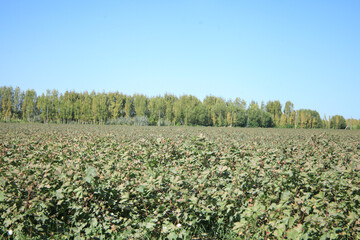 Fototapeta na wymiar In this photo we see cotton field in August. The leaves are still quite green. The upper capsules slowly pop open.
