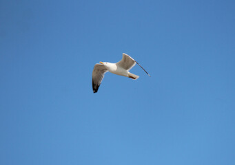 swift flight of seagulls over the waves of the Black Sea in Bulgaria