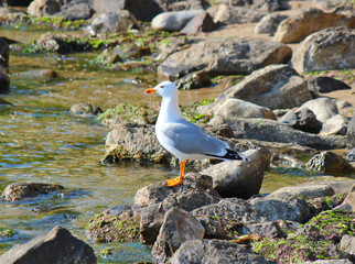 beautiful seagull poses for a photo on the Black Sea coast in Bulgaria