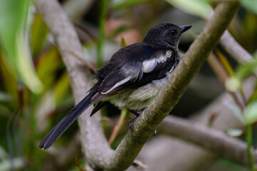 oriental magpie robin in forest 