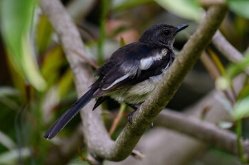 Obraz premium oriental magpie robin in forest 