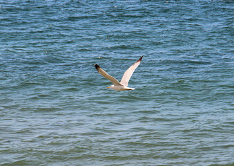 swift flight of seagulls over the waves of the Black Sea in Bulgaria