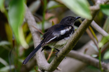 oriental magpie robin in forest 