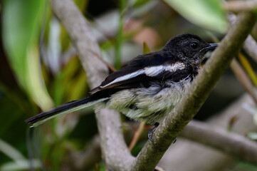 oriental magpie robin in forest 