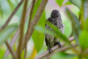 oriental magpie robin in forest 