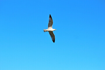 swift flight of seagulls over the waves of the Black Sea in Bulgaria
