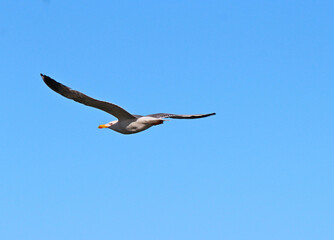 swift flight of seagulls over the waves of the Black Sea in Bulgaria