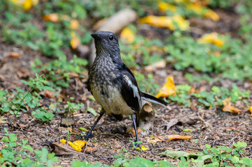 oriental magpie robin in forest 