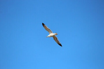swift flight of seagulls over the waves of the Black Sea in Bulgaria