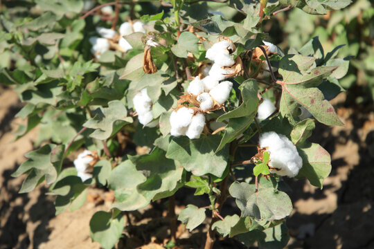 In August you can already see snow-white cotton fields. But by then the leaves are quite green.